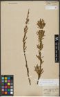 Foto von Salix triandra L. x Salix viminalis L.